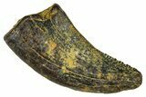 Dromaeosaurid Theropod (Acheroraptor?) Tooth - Wyoming #379821-1